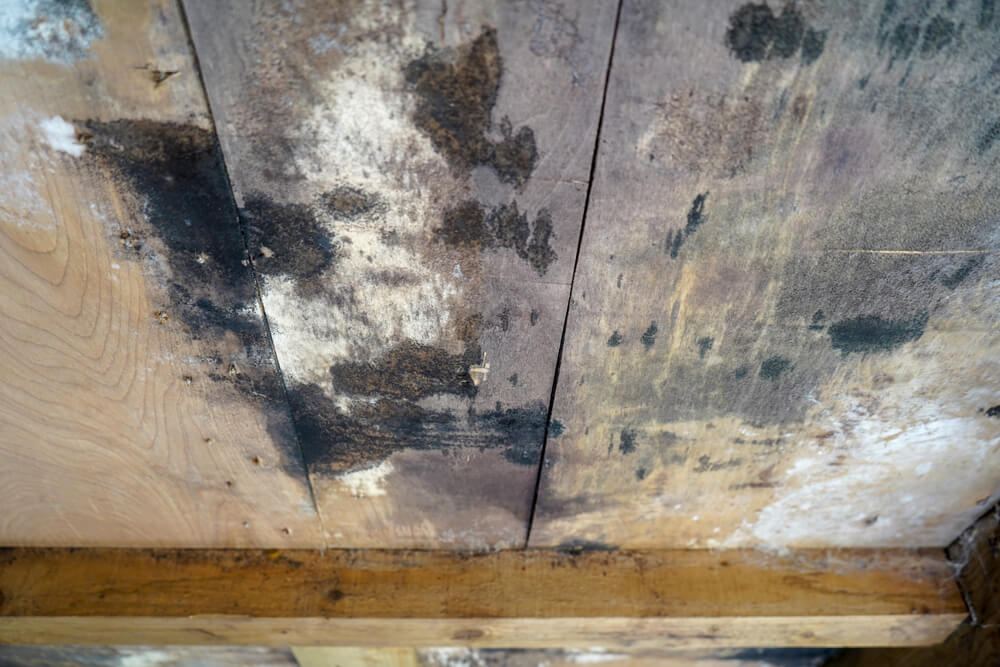 Inside view of mold on a roof